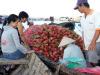 Tiền Giang: Phát huy thế mạnh trái cây
