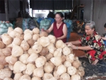 Dù giá dừa tăng cao, thương lái vẫn không mua đủ lượng dừa mà họ cần (Ảnh chụp tại điểm mua dừa ở xã An Thạnh Thủy, Chợ Gạo).