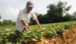 Châu Thành: Trồng khoai lang mang lại hiệu quả kinh tế cao