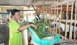 Đàn dê ở huyện Gò Công Đông tăng nhanh nhờ hiệu quả kinh tế cao.
