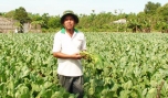 Nông dân Yên Luông thoát nghèo nhờ trồng rau, màu