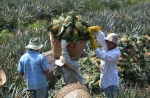 Cán bộ Khuyến nông Tân Phước: Đồng hành cùng nông dân chinh phục vùng đất 