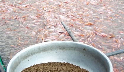 Cá điêu hồng giống trên thị trường đang khan hiếm, giá tăng cao từng ngày. (Ảnh chụp lồng ương cá điêu hồng giống ở xã Thới Sơn, TP. Mỹ Tho).