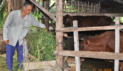 Ông Trần Văn Bên chăm sóc đàn bò.