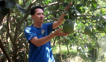 Anh Nguyễn Quang Tiến, ấp Phú Hòa, xã Long Khánh (thị xã Cai Lậy) cho biết, lứa bưởi da xanh cho thu hoạch vụ Tết hiện đạt từ 1 - 1,2 kg/trái.
