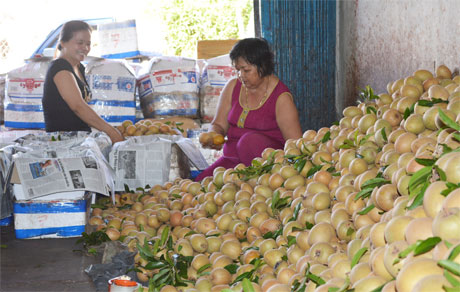 Đóng gói sapô xuất khẩu tại chợ trái cây Vĩnh Kim. Ảnh: Vân Anh