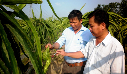 Nhiều sản phẩm cây ăn trái được đầu tư sản xuất theo tiêu chuẩn VietGAP, GlobaGAP là cơ hội để Tiền Giang thâm nhập vào thị trường Hà Nội trong thời gian tới