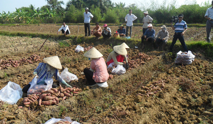 Nông dân xã Tân Hương đang thu hoạch vụ khoai sớm