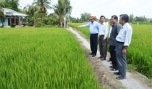 Các huyện, thị phía Đông: Nỗ lực bảo đảm nước cho lúa đông xuân