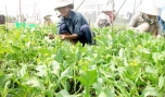 Hướng mở cho vùng sản xuất rau VietGAP