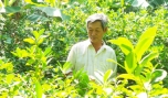 Ông Nguyễn Văn Lòng: Điển hình nông dân vượt khó làm giàu