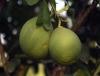 Bưởi da xanh, một trong những đặc sản trái cây của Tiền Giang, là một trong gần 20 loại trái cây đặc sản của cả n