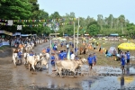 Đua bò Bảy Núi - môn thể thao mang đậm dấu ấn văn hóa Khmer Nam bộ