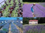 Nông nghiệp cảnh quan ở Pháp