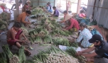 Tân Phú Đông: Diện tích trồng sả tăng nhanh