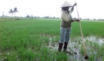 Tân Phú Đông: Giảm áp lực sản xuất vụ lúa hè thu
