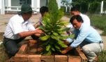 Tặng cây bàng vuông Trường Sa cho xã Tân Phú