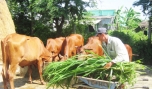 Anh Đỗ Văn Ngàn khá lên nhờ nuôi bò sinh sản