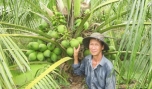 Ông Trần Văn Cang: Làm giàu nhờ trồng dừa xiêm lục