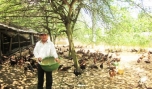 Thu lãi 200 triệu đồng mỗi năm từ mô hình nuôi gà thả vườn