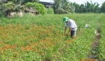 Tân Phú Đông: Nông dân trồng ớt được mùa, được giá