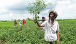 Xã Bình Nhì (Gò Công Tây): Nông dân thiệt hại vì trồng giống ớt mới