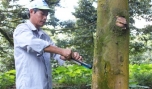 Anh Huỳnh Tấn Lộc: Hơn 20 năm gắn bó với cây sầu riêng