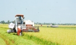 Nhiều phương thức liên kết sản xuất lúa