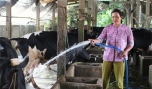 Chị Mạch Thị Trường Xuân: Làm giàu nhờ nuôi bò sữa