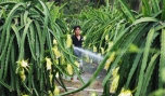 Thanh long được trồng nhiều ở huyện Chợ Gạo và là một trong những mô hình giúp nhiều hộ nông dân đạt danh hiệu SXKD giỏi.