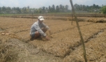 Anh Nguyễn Văn Quốc: Khá lên nhờ trồng ngò gai và rau húng cây