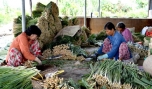 Tân Phú Đông: Cây sả thay thế dần cây lúa