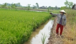Tân Phú Đông: Nhọc nhằn giữa con tôm và cây trồng