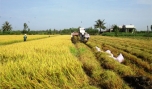 Nông dân xã Long Bình thu hoạch lúa.