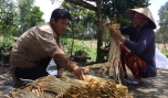 Nông dân xã Thạnh Hòa: Trồng sen cho thu nhập cao