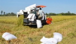 Khẩn trương thu hoạch lúa hè thu trước khi lũ lụt tràn về