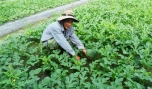 Anh Nguyễn Hoàng Tâm: Khá lên nhờ trồng dưa hấu