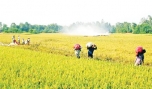 Cái Bè: Sản xuất nông - công nghiệp - thương mại & dịch vụ phát triển bền vững