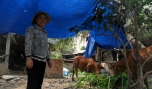 Dự án nuôi bò ở xã Long An (Châu Thành): Bước đầu mang lại hiệu quả