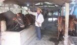 Xã Vĩnh Hựu (Gò Công Tây): Nhiều hộ thoát nghèo nhờ chăn nuôi bò