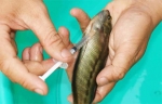Tiêm kích dục tố cho cá sặt rằn cái trong quy trình cho sinh sản nhân tạo.