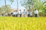 Sẽ tịch thu toàn bộ lúa lai trồng trái phép sau khi thu hoạch