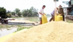Công ty Lương thực TG:Hoàn thành vượt mức chỉ tiêu mua tạm trữ lúa gạo