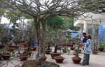 Chiêm ngưỡng cây mai “phu thê mẫu tử” giá hơn 200 triệu đồng