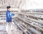 Chị Nguyễn Thùy Dung chăm sóc đàn cút của gia đình