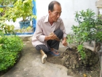 Ông Nguyễn Văn Bá đang chăm sóc cây