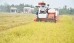 Vụ lúa hè thu ở các huyện phía Tây: Nông dân “khó trăm bề”