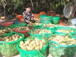 Bà Nguyễn Thị Thúy Nga, ấp Hội, xã Kim Sơn đang thu hoạch sa pô.