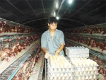 Những bước đi tạo dựng thương hiệu trứng gà sạch Minh Đạt