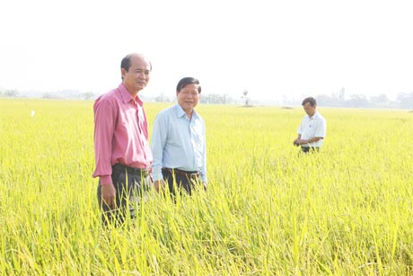 Ông Nguyễn Văn Khang kiểm tra lượng nước trong ruộng tại một số cánh đồng của xã Gia Thuận (huyện Gò Công Đông).